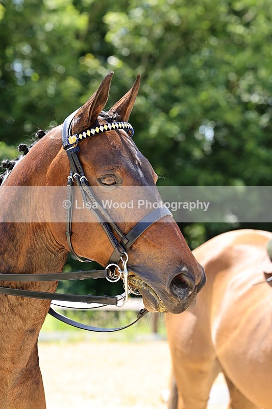 1X9A1903 - Class 12: Ridden Riding Horse/Hack