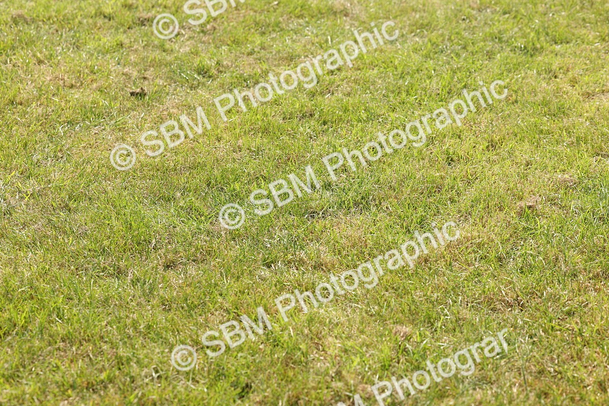 SBM_02210 - Class 6-13 - Mountatin and Moorland In Hand Welsh Breeds