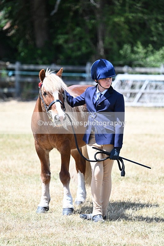 WJ7_2524 - Most Handsome Gelding Champs