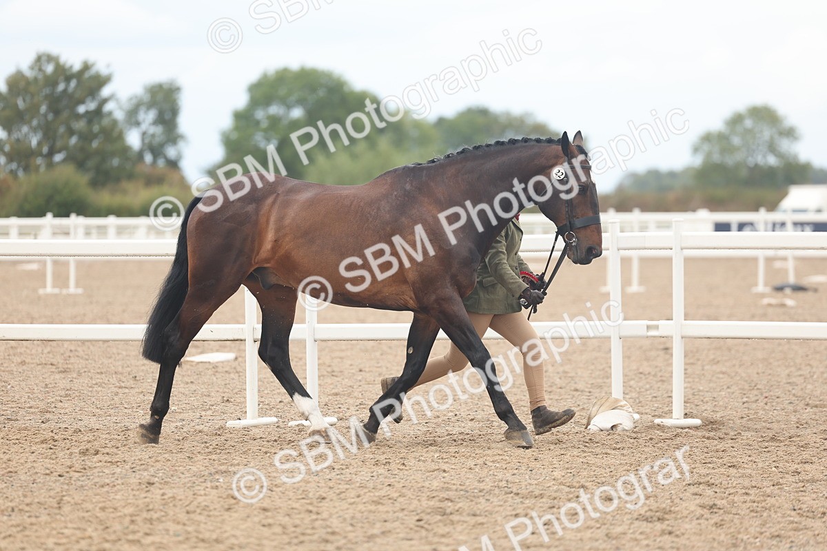 SBM_07958 - Class 28 - IH Veteran Horse