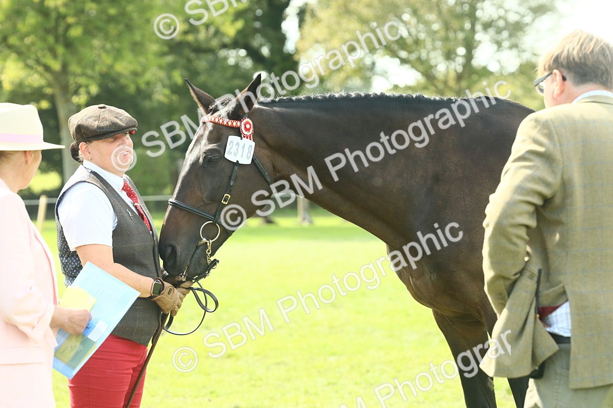 SBM_66559 - S34 - Rehabilitated Rescue Horse & Pony In Hand & Ridden