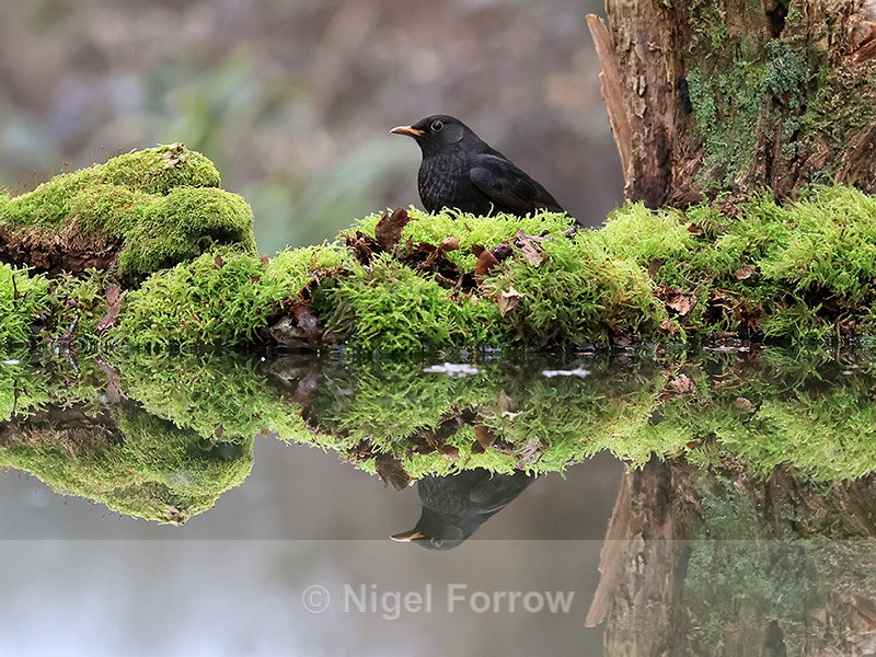 Blackbird (male) at reflection pool, Otterbourne, Hampshire - Blackbird