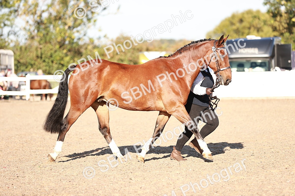 SBM_11182 - Class 401 - IH  Veteran horse