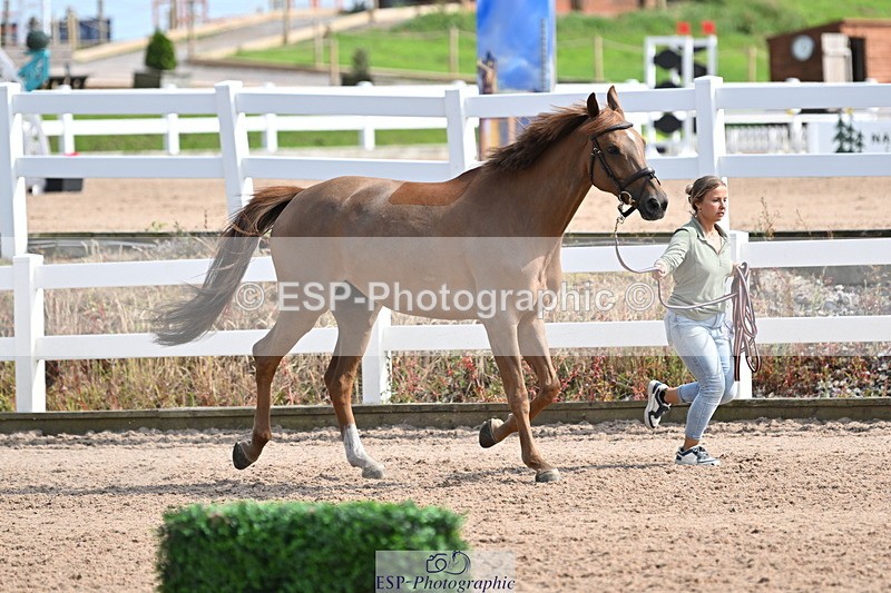 240717A-160646-03314 - Trot Up 4pm to 5pm