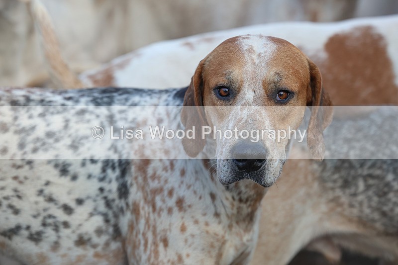 3E7A5319 - FBH Carn Brea 26.12.2025
