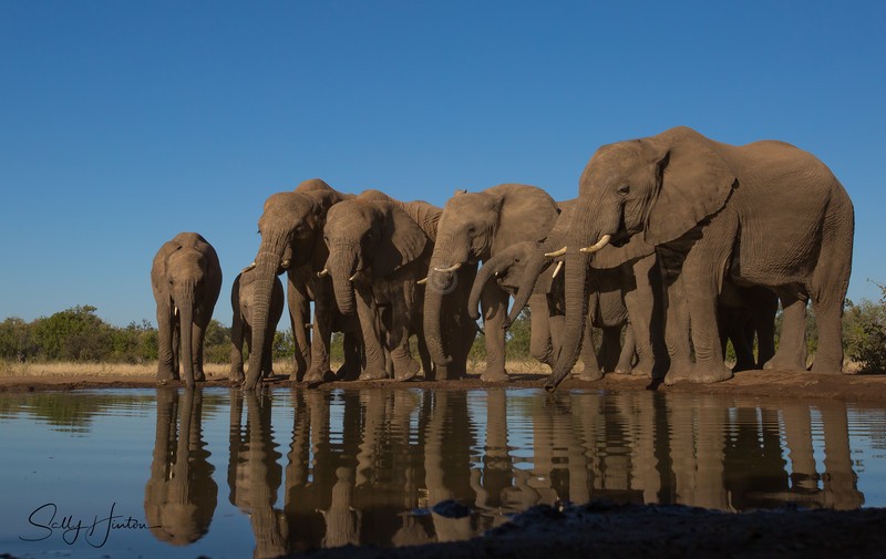 Elephants at Mashatu Hide 1