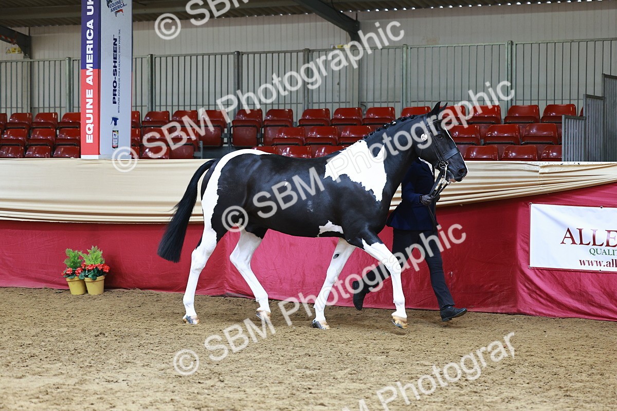 SBM_23199 - Class 903 - Supreme Final - IH Pre Vet