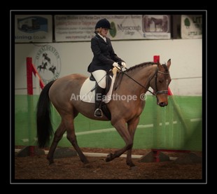 QT-52abw - Equestrian Images
