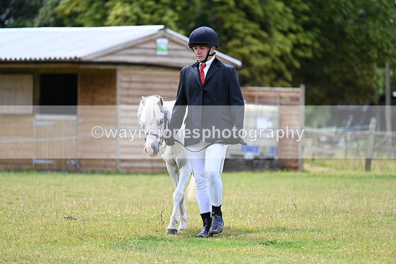 WJ7_6605 - Class 5 Handsome Gelding in hand
