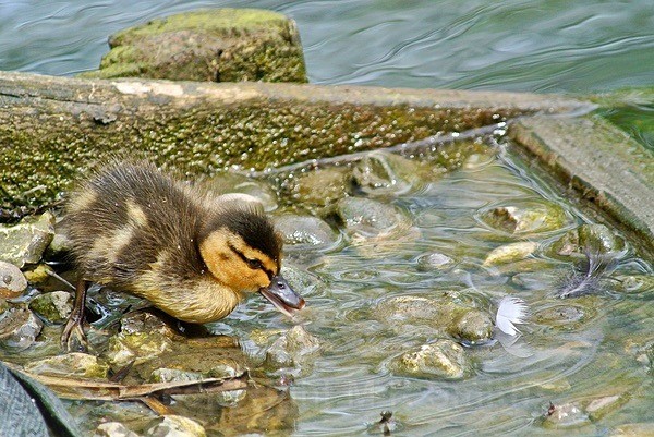 Fluffy Duckling - BIRDS & INSECTS