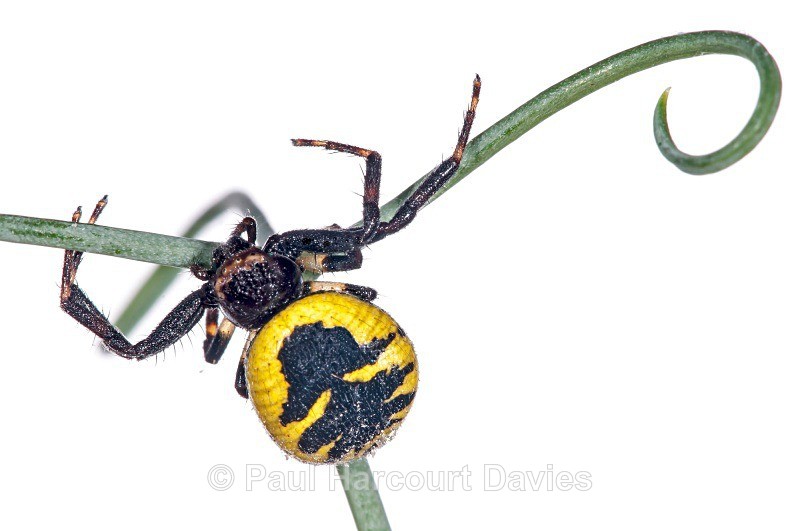 Crab spider (Synaema globosum) - Small Creatures - WB