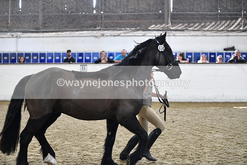 WJ5_4571 - Class 3 Part Bred In hand