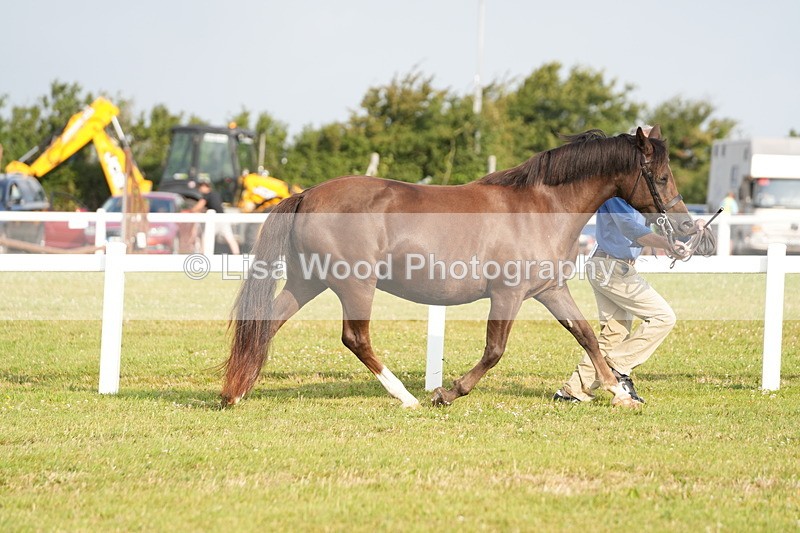 DSC04405 - Classes 44 & 45: NPS M&M Brood Mare and Foal