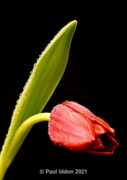 Red Tulips - Macro