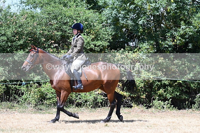 WJ7_2771 - Class 7 Riding Club Show Horse