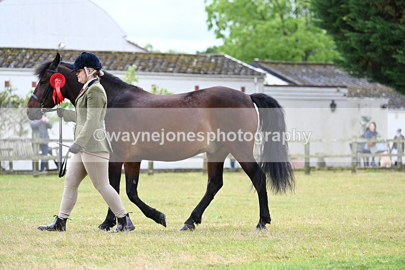 WJ7_6780 - Class 5 Handsome Gelding in hand