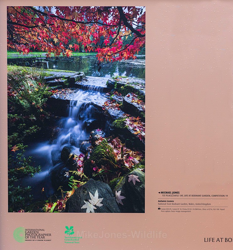 Winning image 'Autumn leaves' at the IGPOTY Exhibition - IGPOTY (International Photographic competition) 1st PLACE