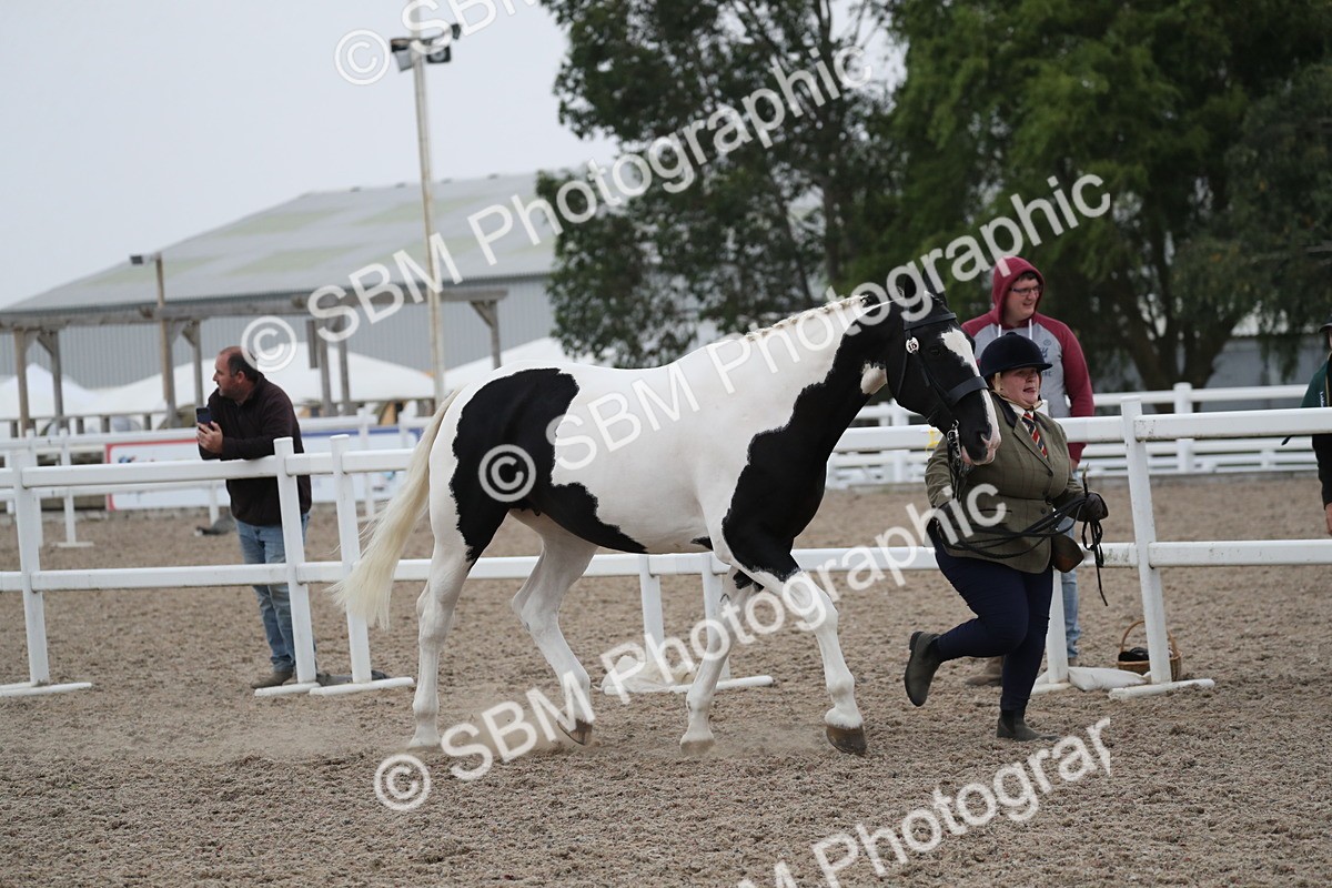 SBM_18362 - Class 318 IH Part bred Horse/Pony
