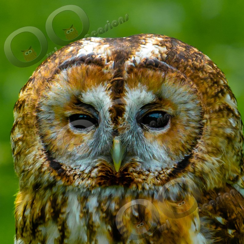 tawny owl Strix aluco-6875 - Owls of the World