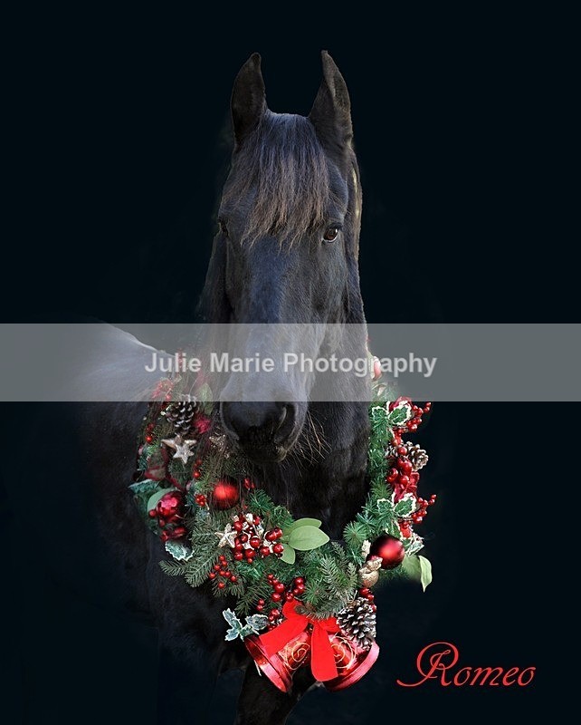 DSC_4234 - Equine Photography