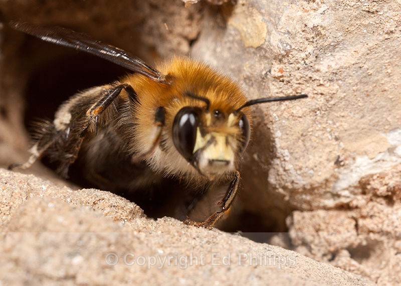Anthophora  plumipes (m) - Anthophora plumipes