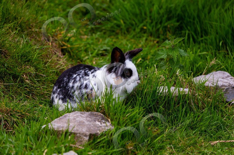 Domestic rabbit Oryctolagus cuniculus-4155 - Pet Photography
