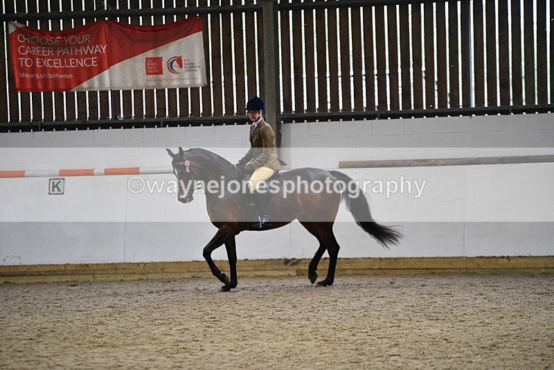 WJ5_8932 - Class 15 Ridden Show Horse