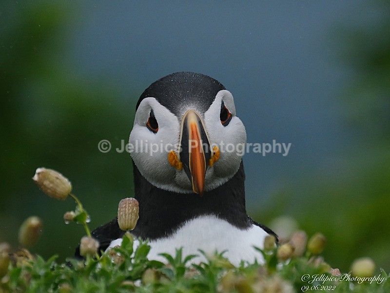  - Wildlife and Nature