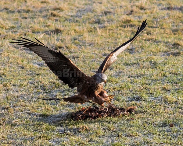 argaty jan -94 - Birds of Prey