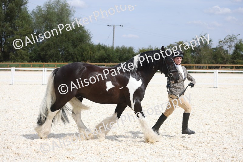 20260802-1492 - Class 16 - Best Horse or Pony