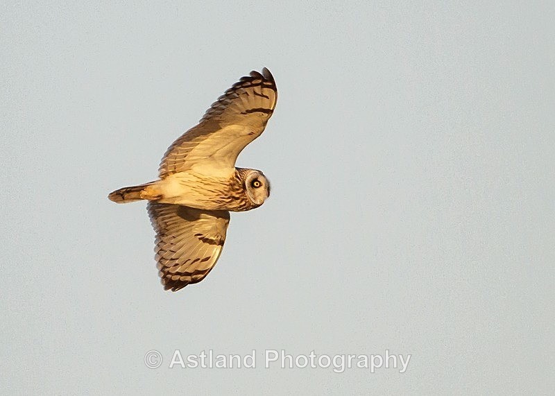 Astland Photography, Bird and Wildlife Images, Susan and Peter Wilson, U.K.