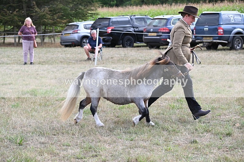 WJ6_6983 - Class 21 Shetland & Mini Horses