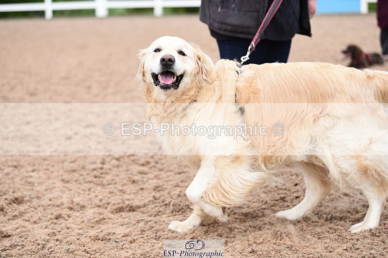 240518A-120602-01085 - Cls 3 Handsomest Dog