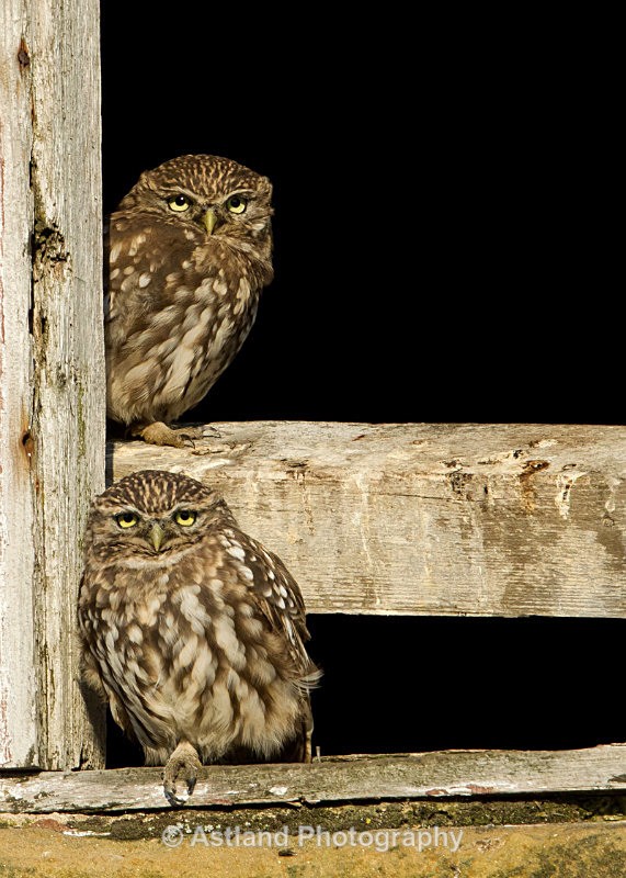 Astland Photography, Bird and Wildlife Images, Susan and Peter Wilson, U.K.
