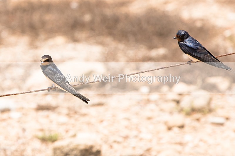 20150611-8E0A9438 - Abroad