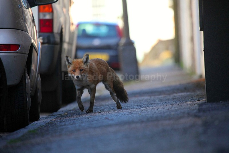 Urban fox in a Bristol street - Urban Foxes, Bristol, Great Britain
