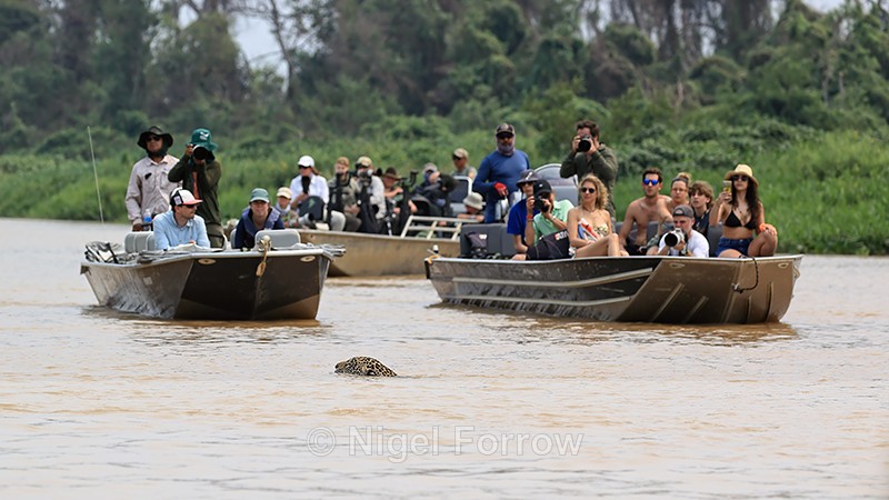 Jaguar Marcela swimming watched by tourist boats, Pantanal, Brazil - Jaguar