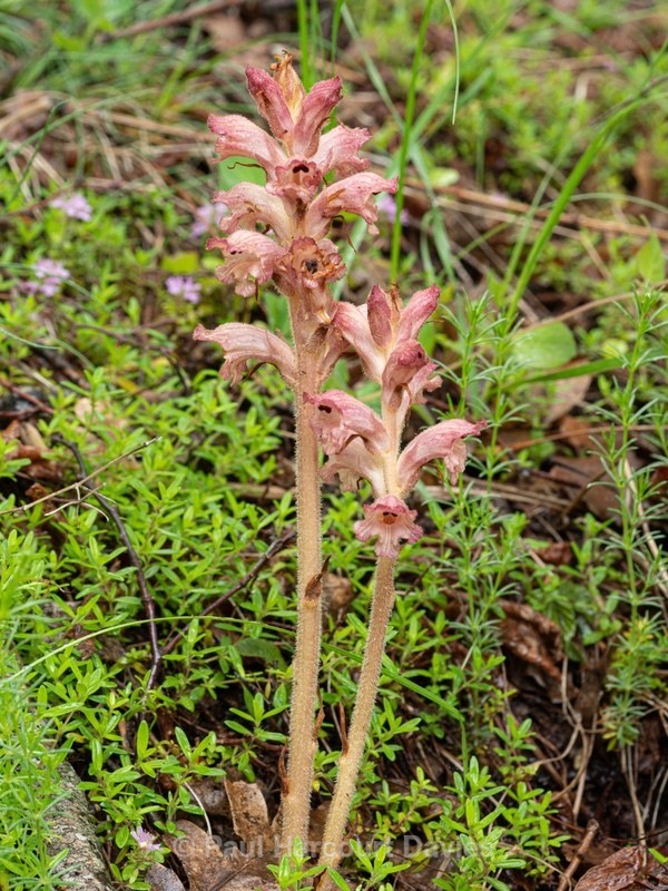 Thyme broomrape (Orobanche alba) - Gargano - Wild Flowers