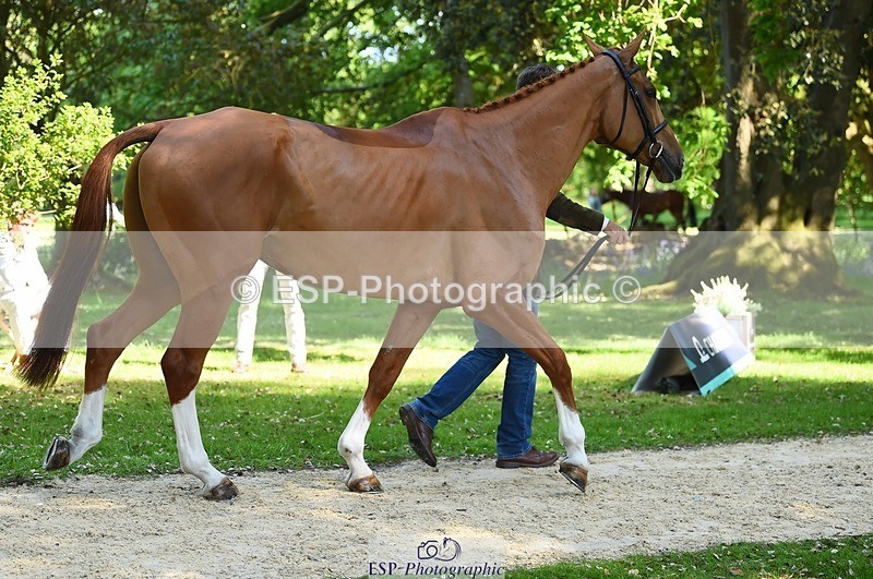 230524-154720-00504 - 370-DUKE_LEGACY-William_Fox-Pitt-WEDTrotUp+DR