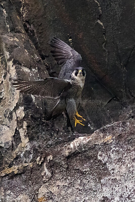 Up, Up and Away! - Peregrine Falcon - 1 of 4 - Nature