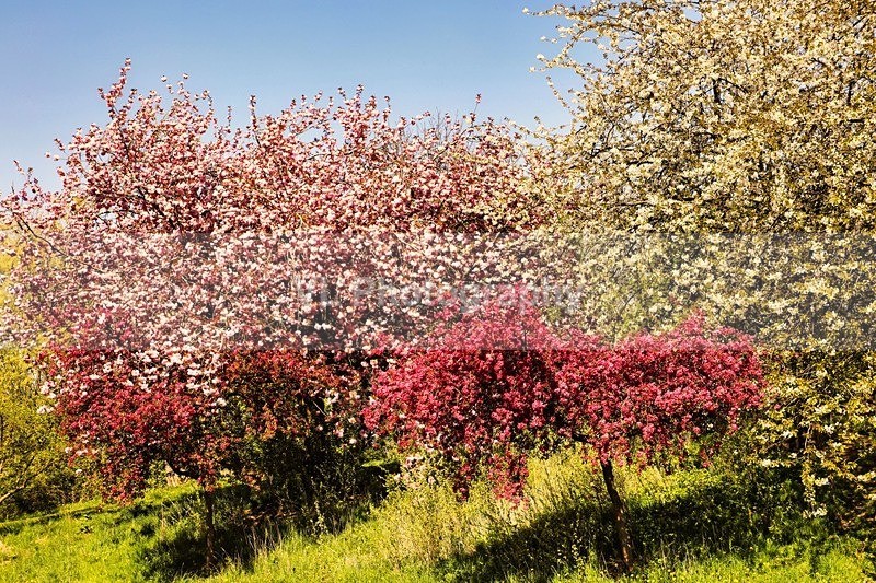 Trees - Plants and Trees