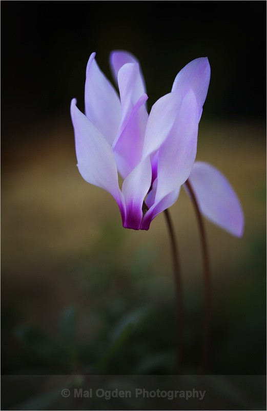 Cyclamen - Flora & Fauna