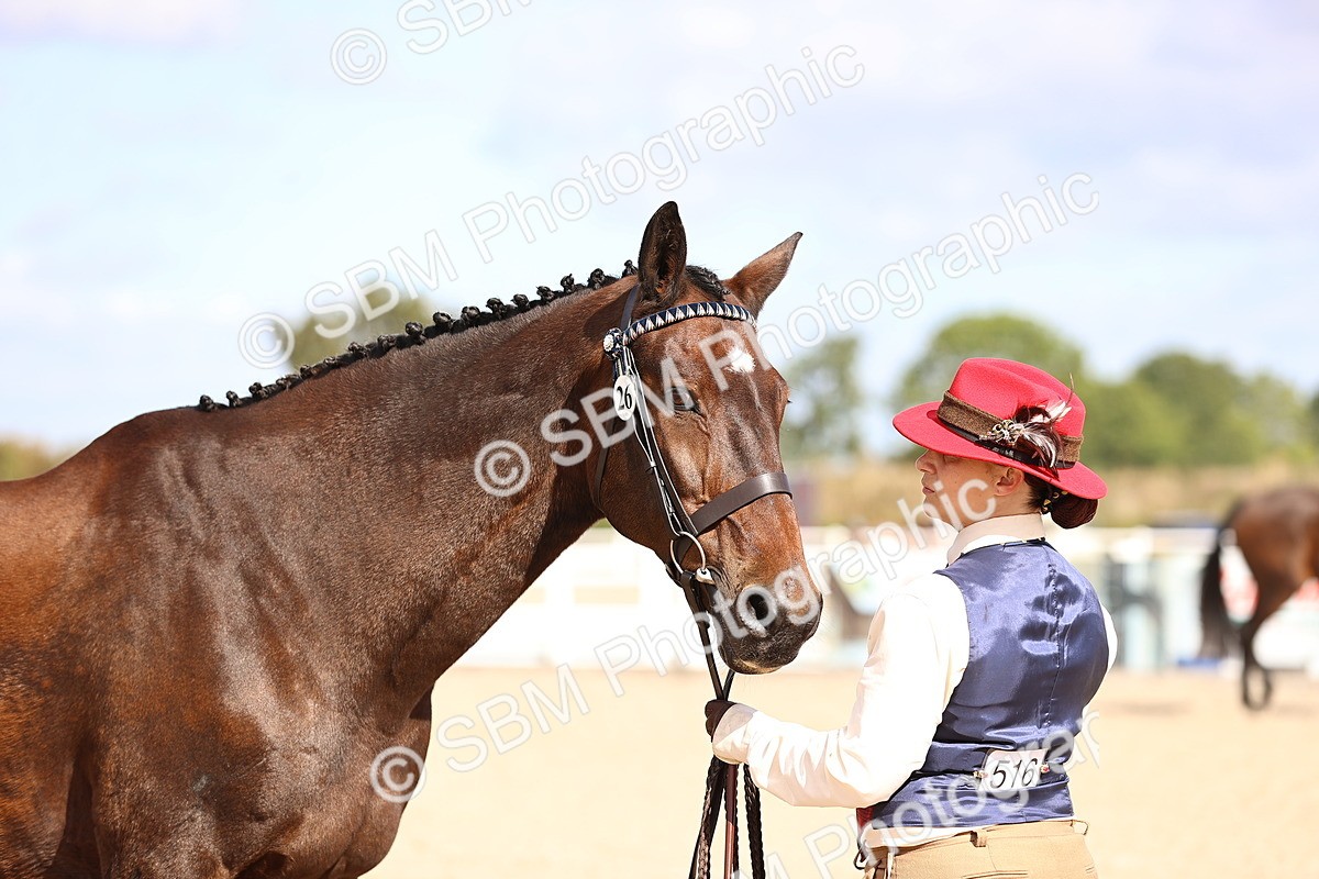 SBM_11530 - Class 407 - IH Hack-Riding Horse