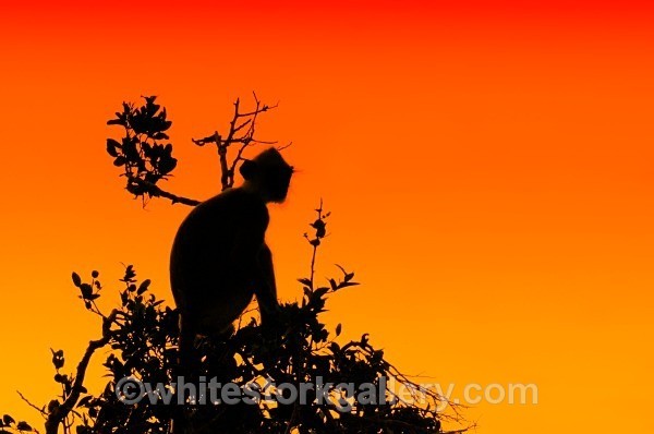 Monkey Tree at Sunset - Wildlife and Animals: Art