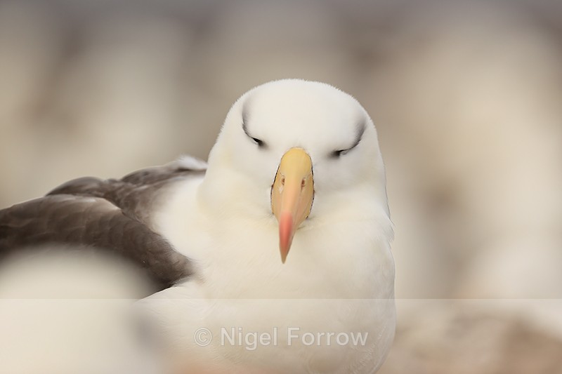 Resting Black-browed Albatross, Steeple Jason, Falklands - Black-browed Albatross