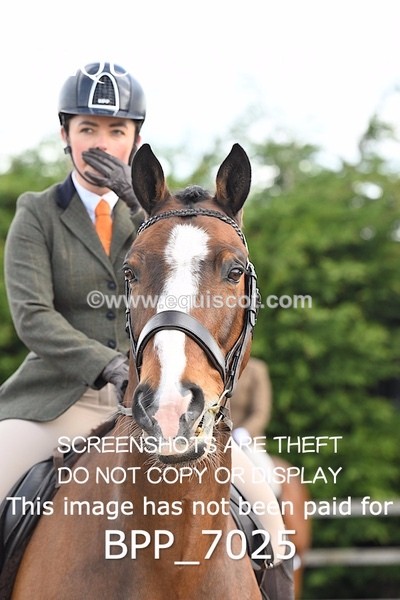 BPP_7025 - RING 1  (RIDDEN HORSES / IN HAND / VETERAN ETC)