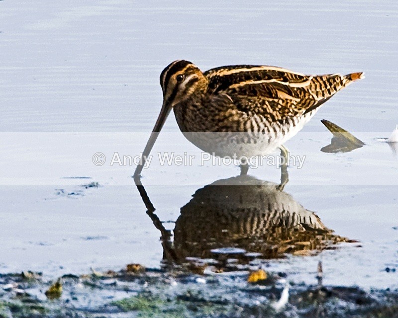 20091017-048 - Common Snipe