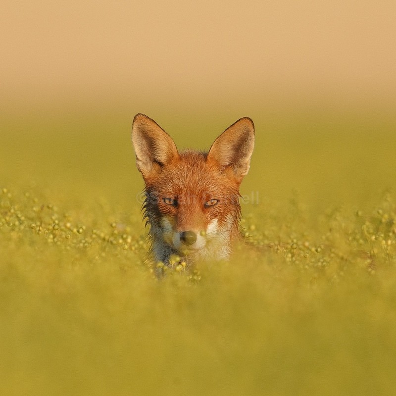 Fox SD2513 - Greeting Cards