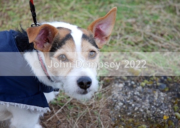 Tilly - Walking the Dog