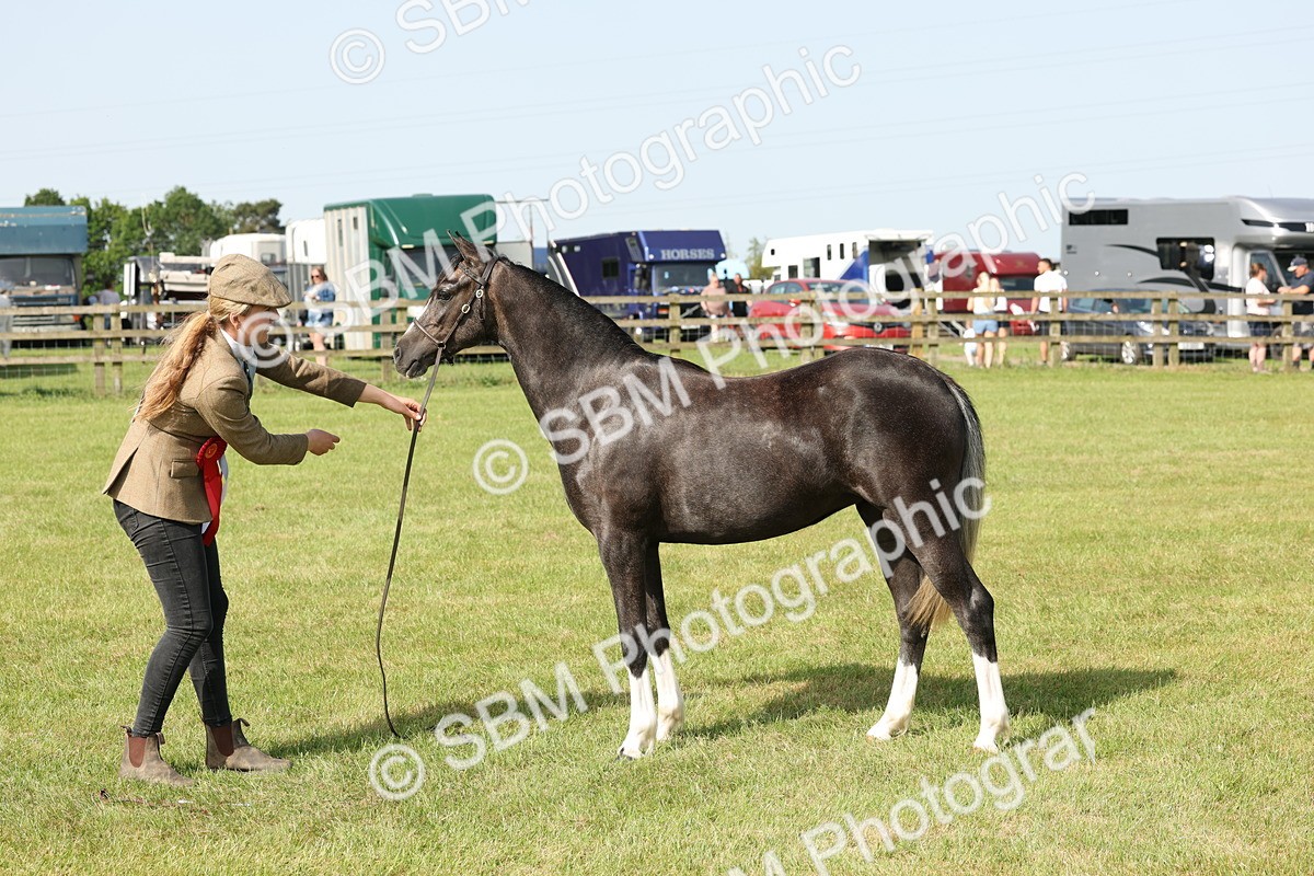 SBM_00791 - Class 6-13 - Mountatin and Moorland In Hand Welsh Breeds